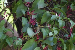 Cyanomitra verticalis