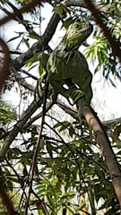 Iguana iguana