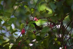 Cyanomitra verticalis