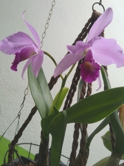 Cattleya trianae