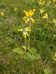 Primula veris