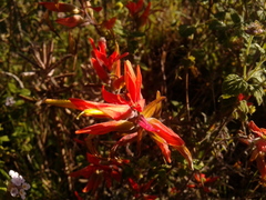 Castilleja integrifolia