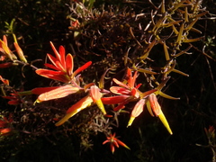 Castilleja integrifolia