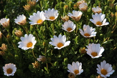 Dimorphotheca cuneata