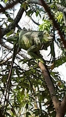 Iguana iguana