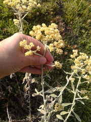 Pseudognaphalium elegans