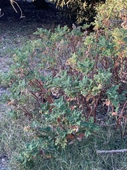 Pelargonium panduriforme