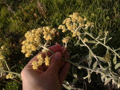Pseudognaphalium elegans