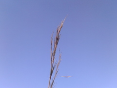 Andropogon leucostachyus