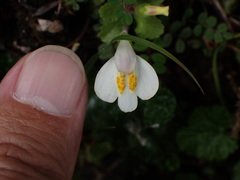 Mazus alpinus