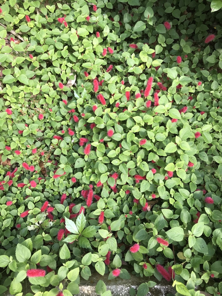 Acalypha herzogiana 4