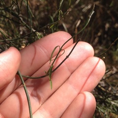 Orthosia