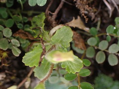 Mazus alpinus