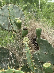 Campylorhynchus brunneicapillus