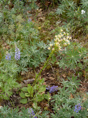 Senecio integerrimus ochroleucus