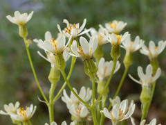 Senecio integerrimus ochroleucus