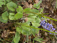 Senecio integerrimus ochroleucus