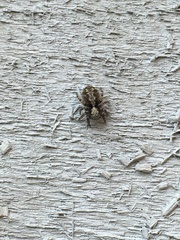 Pseudeuophrys lanigera