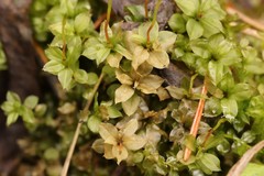 Plagiomnium ellipticum