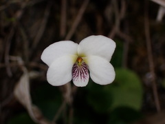 Viola adenothrix tsugitakaensis