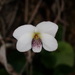 Viola adenothrix tsugitakaensis - Photo (c) 林棋欽, algunos derechos reservados (CC BY-NC), subido por 林棋欽
