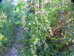 Muehlenbeckia sagittifolia