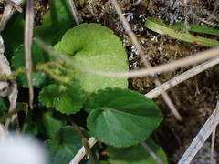 Viola adenothrix tsugitakaensis