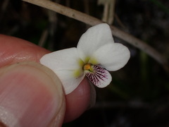 Viola adenothrix tsugitakaensis