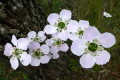 Leptospermum rotundifolium
