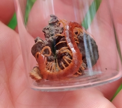 Cryptops anomalans