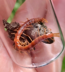 Cryptops anomalans