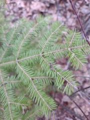 Abies balsamea image