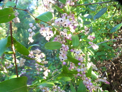 Muehlenbeckia sagittifolia