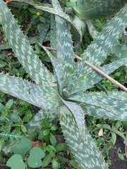 Aloe