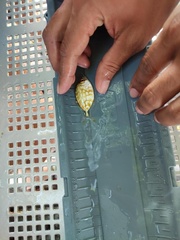 Caranx bartholomaei