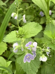 Veronica chamaedrys chamaedrys