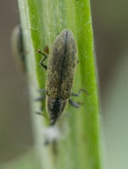 Lixus filiformis