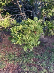 Harpephyllum caffrum