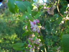 Muehlenbeckia sagittifolia