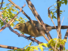 Saltator coerulescens