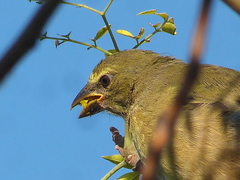 Saltator coerulescens