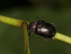 Trichochrysea