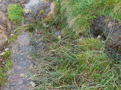 Festuca ammobia