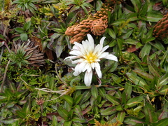 Hypochaeris sessiliflora