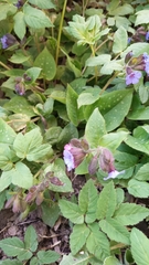 Pulmonaria officinalis