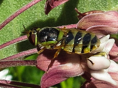Odontomyia cincta