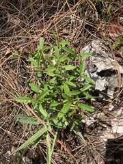 Croton linearis