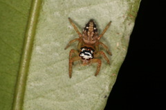 Yaginumaella lobata
