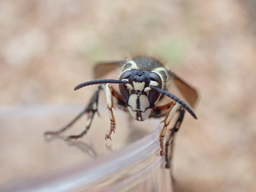 Bald-faced hornet