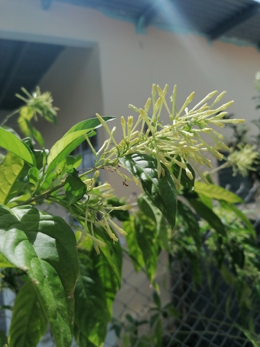 Night jessamine (Cestrum nocturnum)